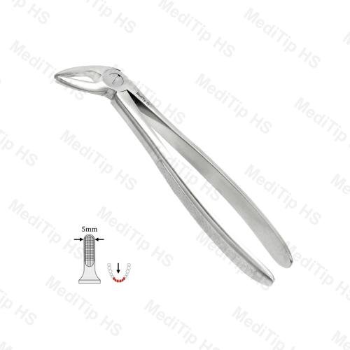 04 Upper Incisors, Canines EF, Serrated, EU