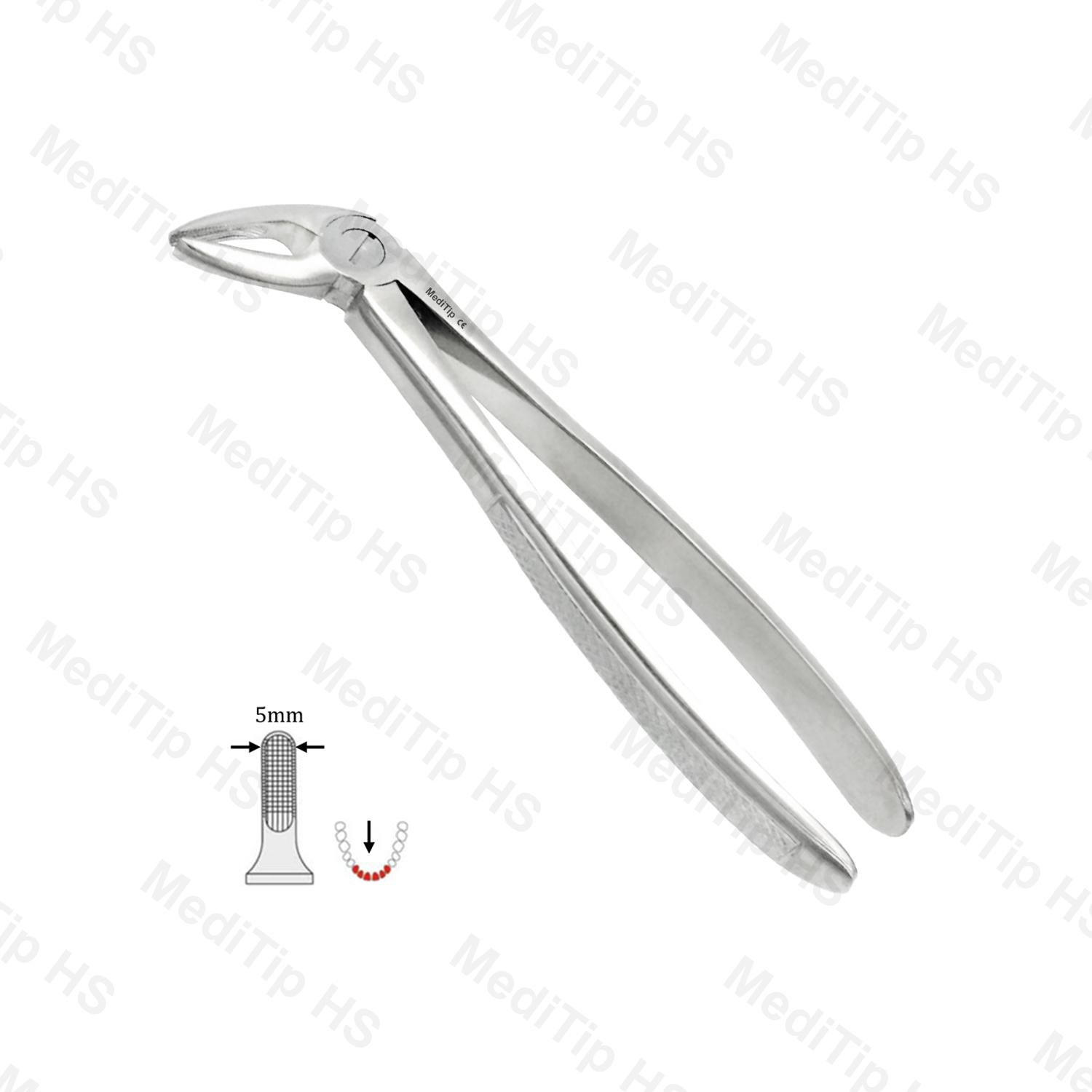 04 Upper Incisors, Canines EF, Serrated, EU