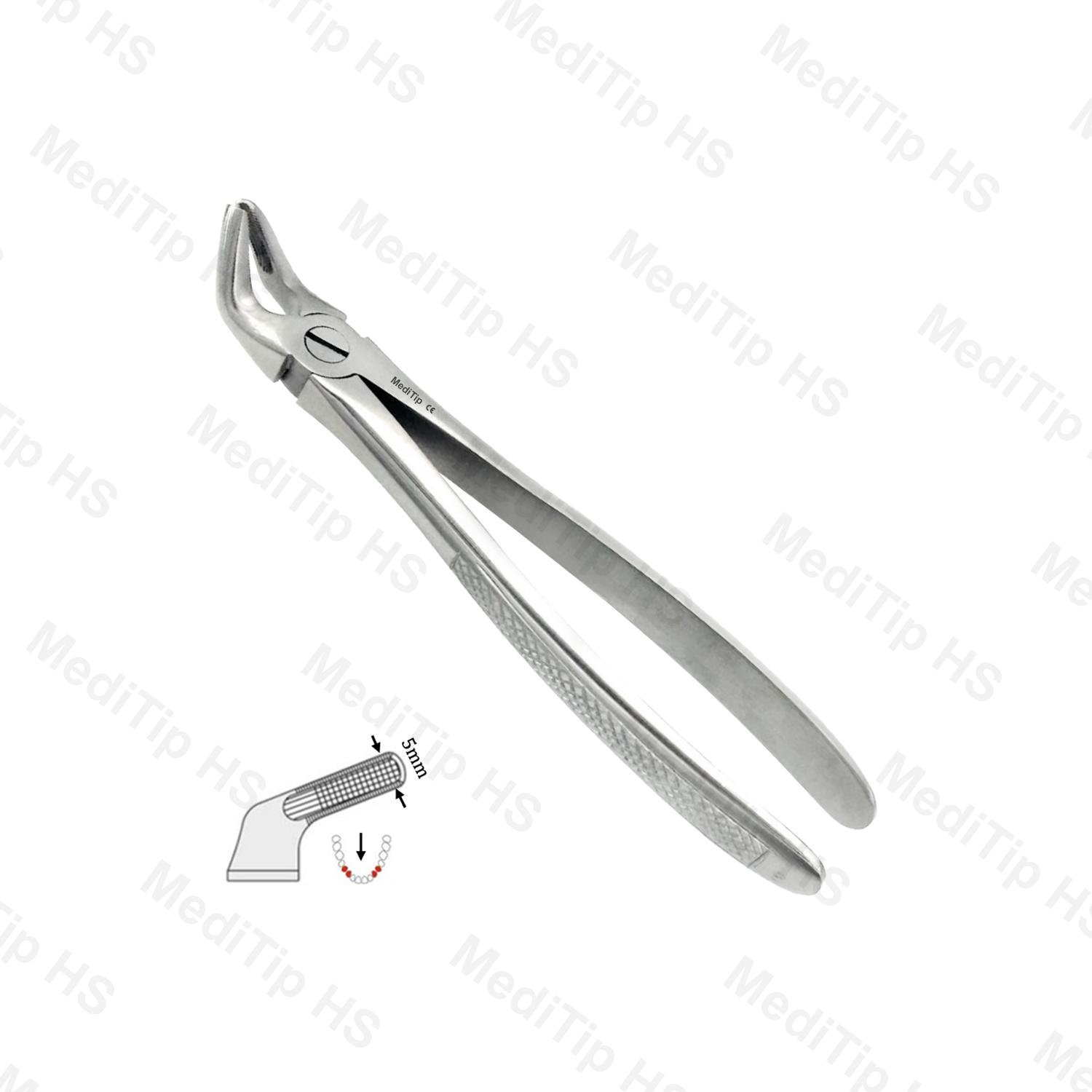 08 Lower Premolars Both Sides EF, Serrated, EU
