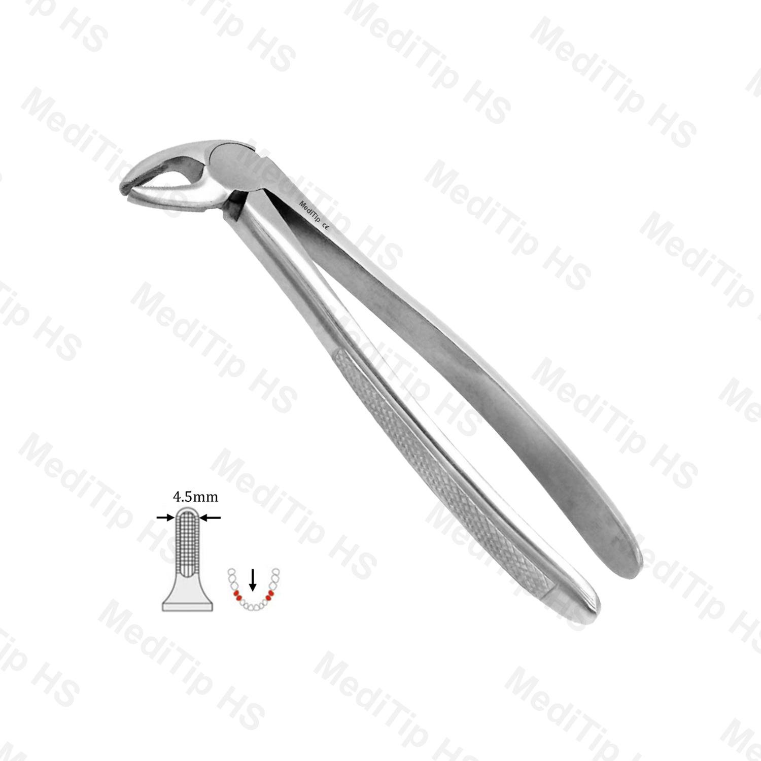 13 Lower Premolar, EF, Anterior EF, Serrated, EU