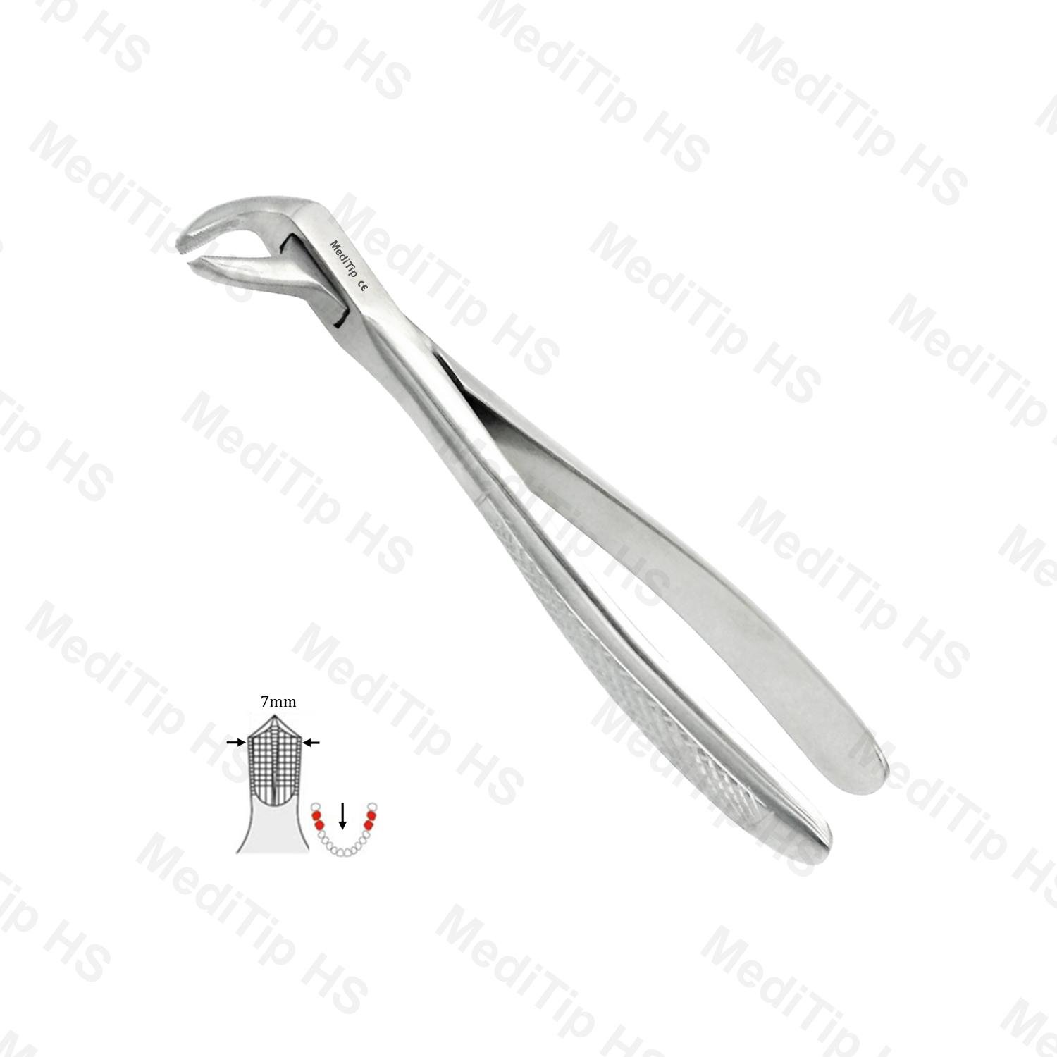 73 Lower Molars EF, Serrated, EU